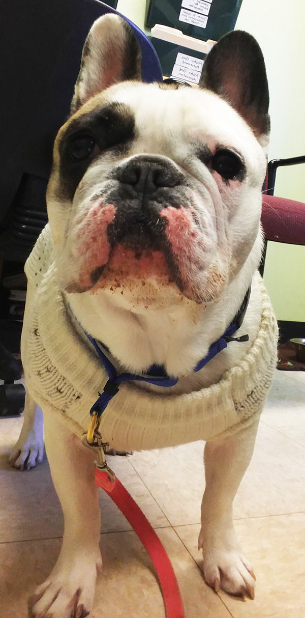 Friends Of Falmouth Dogs April 15, 2016 Falmouth Columns