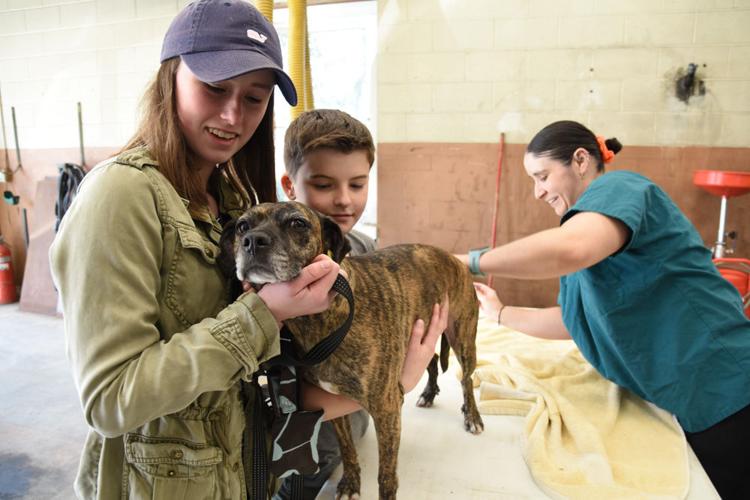 Guarding Against Rabies Sandwich News