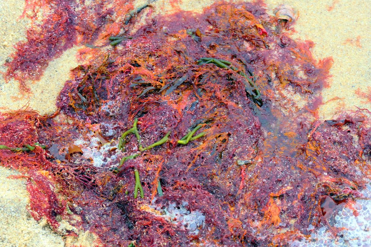 South Cape Beach Red Algae