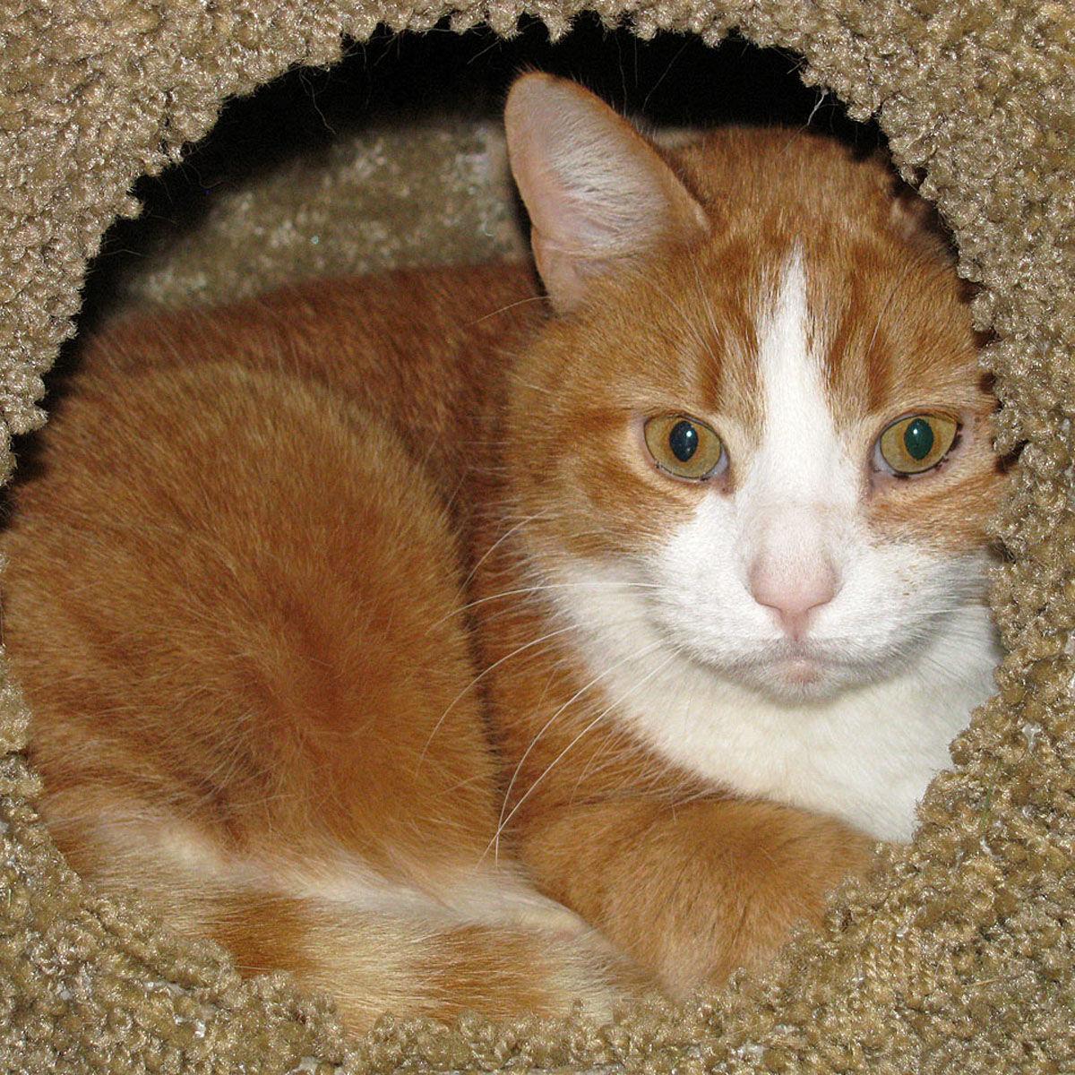 People For Cats March 13 2020 Falmouth Columns Capenews Net