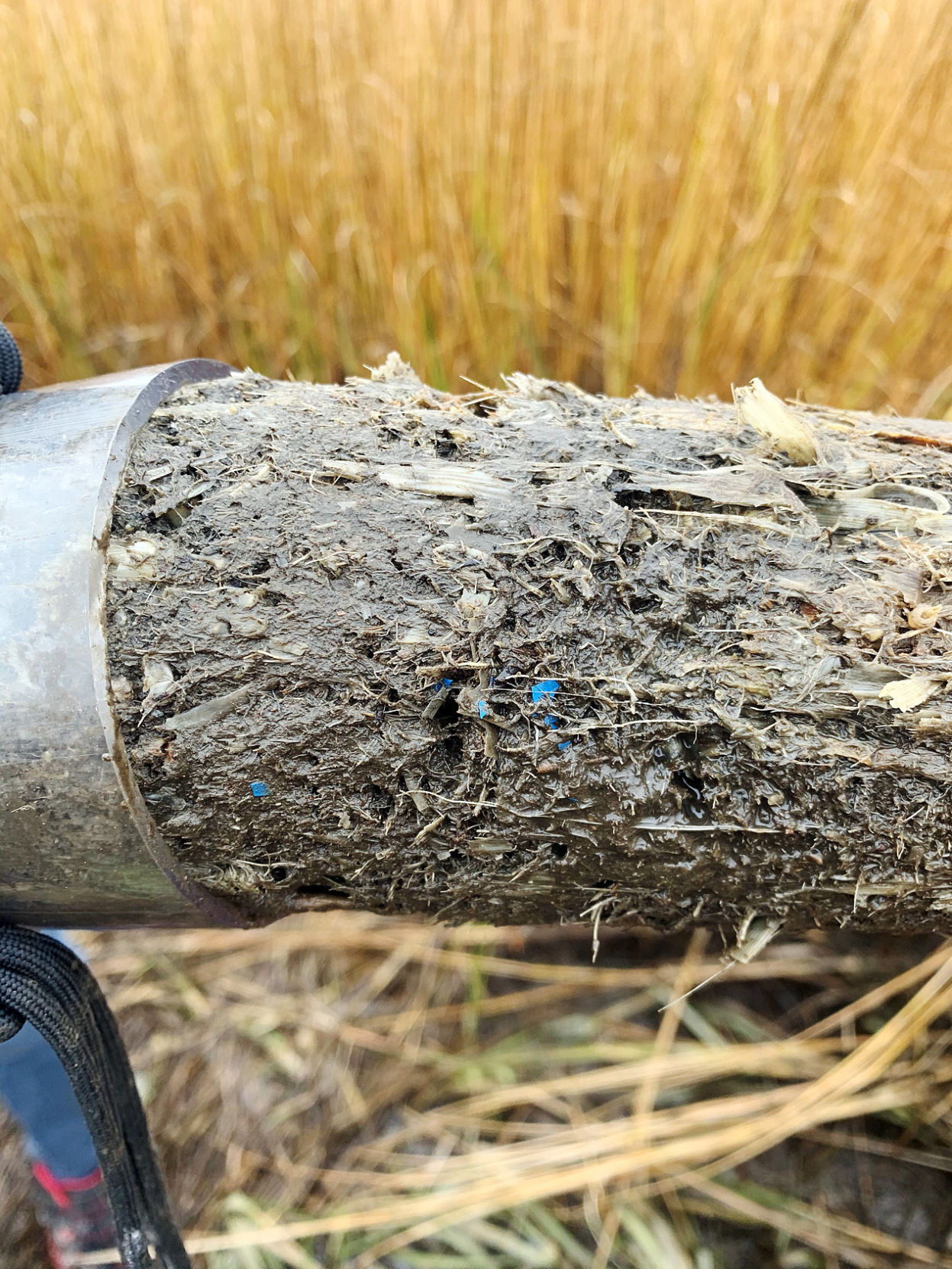 Scientists Find Decades Of Microplastic Contamination In Salt Marsh - Vimarsana News
