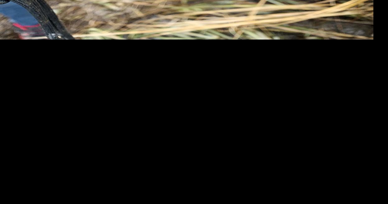 Scientists Find Decades Of Microplastic Contamination In Salt Marsh ...