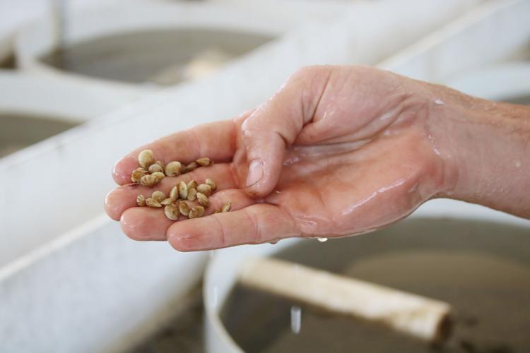 Mashpee’s New Shellfish Constable Enjoys ‘Altruistic Aspects’ Of The