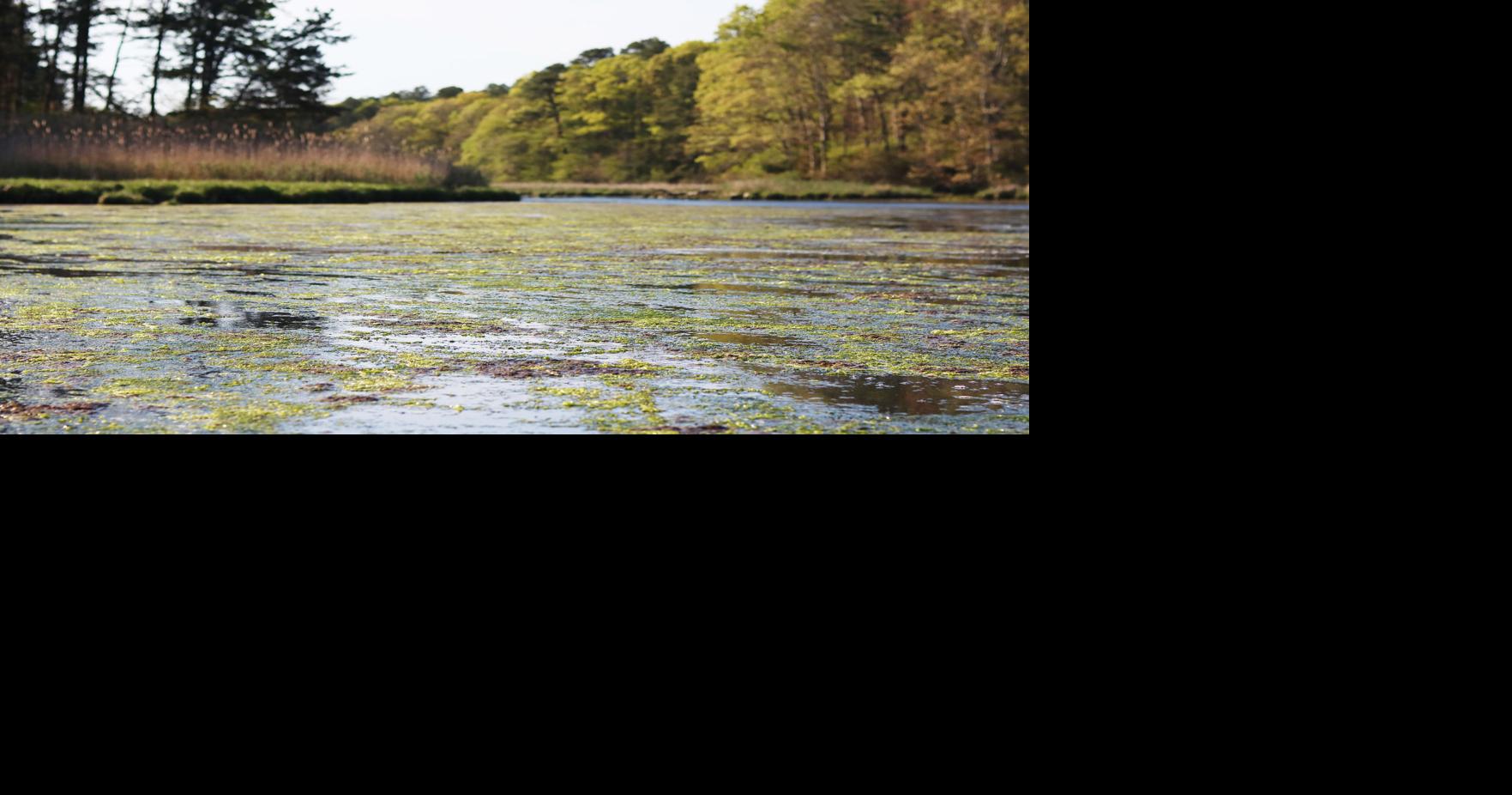 Lawsuit Over Septic Pollution Could Disrupt Mashpee Real Estate Market