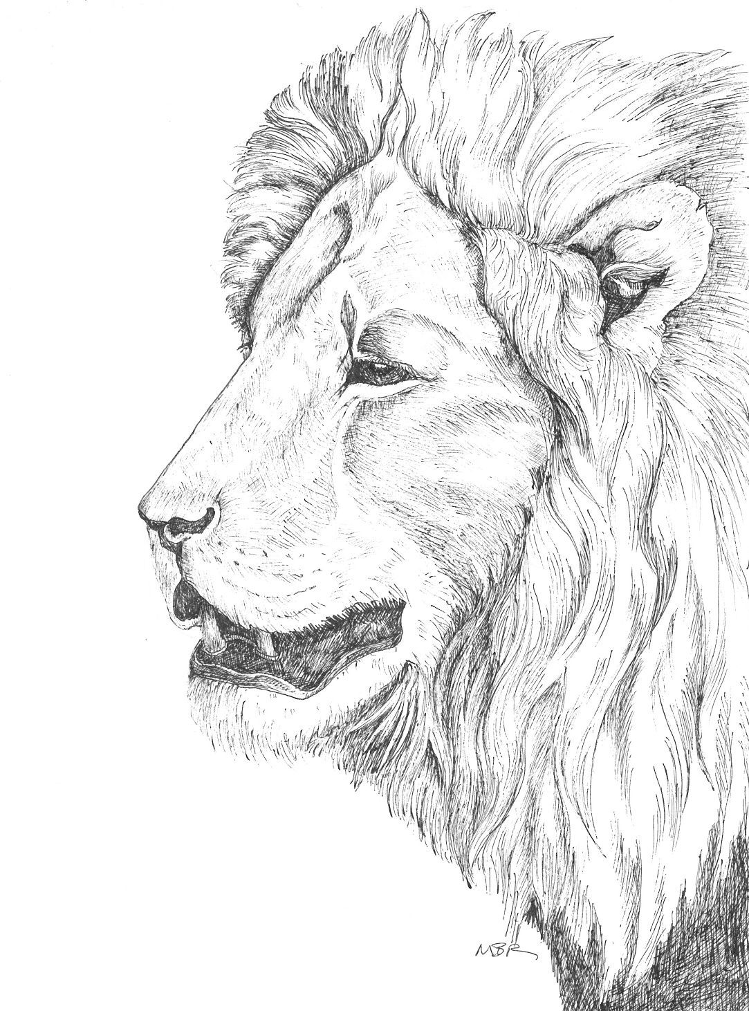 Lion Sketch by Matthew Withington - Royalty Free and Rights Managed Licenses