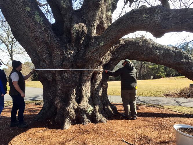 Five Towering Sandwich Trees Could Famous Sandwich News