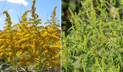 Golden Rag Goldenrod Vs. Ragweed | Falmouth Opinion | capenews.net