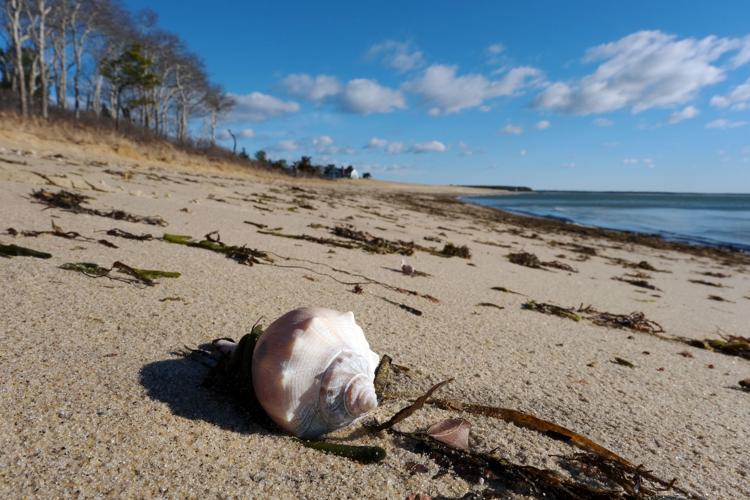 Spit Shell The Week In Photos - April 2, 2021 | Photography | capenews.net