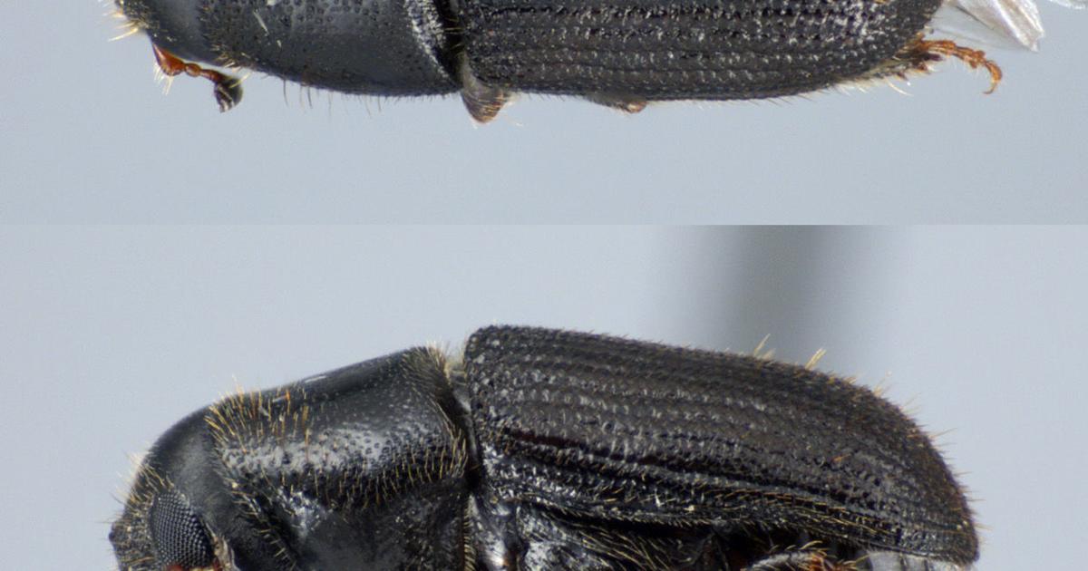 Cape Cod Insects Experts: Climate Change Coming Home To Cape Cod | Mashpee News ...