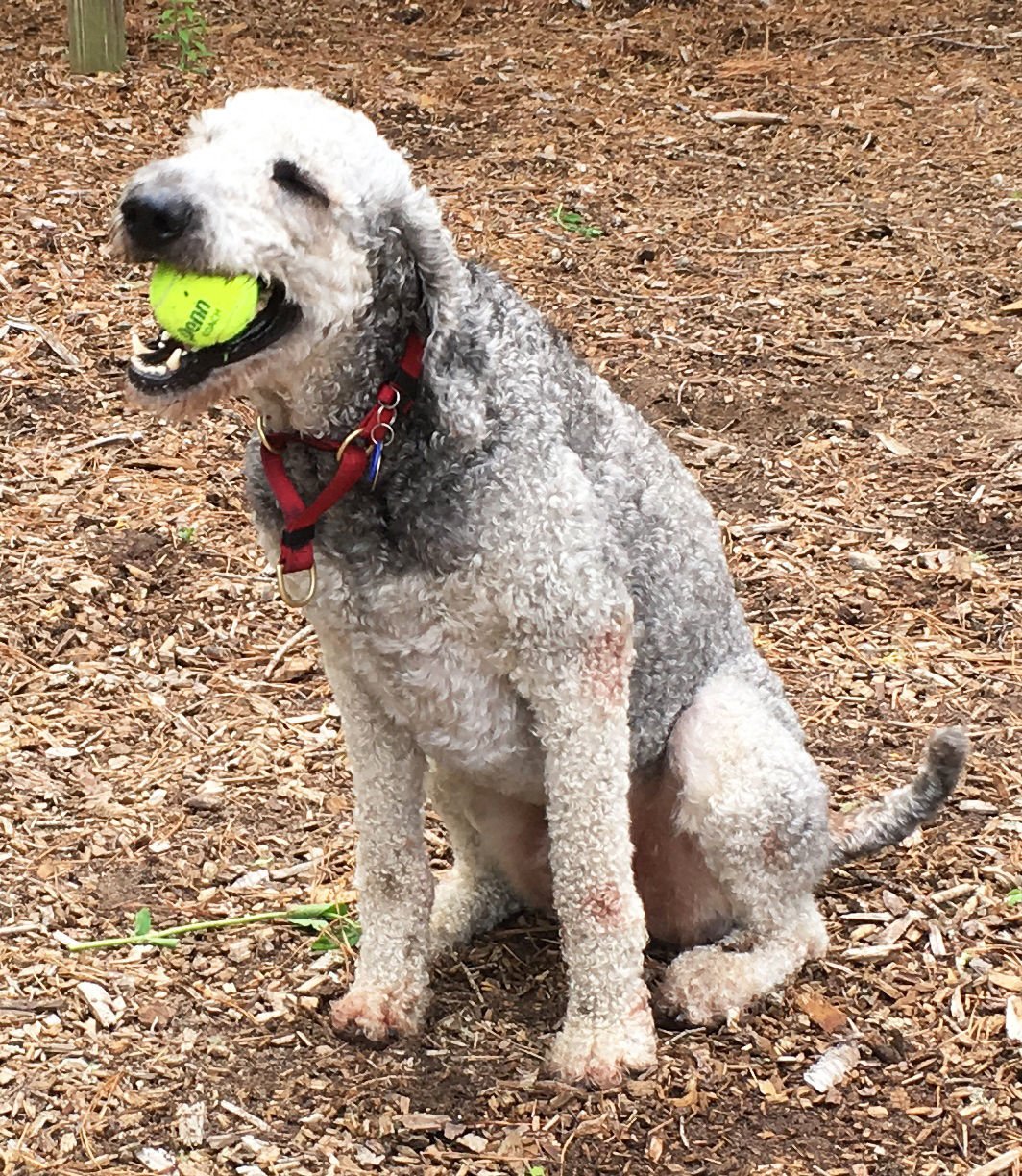 Friends Of Falmouth Dogs - June 8, 2018 | Falmouth Columns | capenews.net