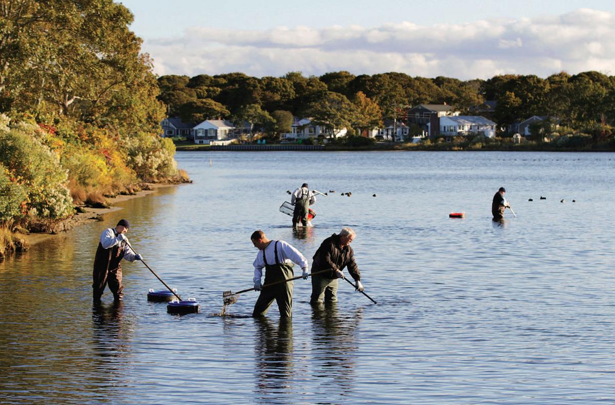 Green Pond Set To Open For Shellfishing Falmouth News Capenews Net