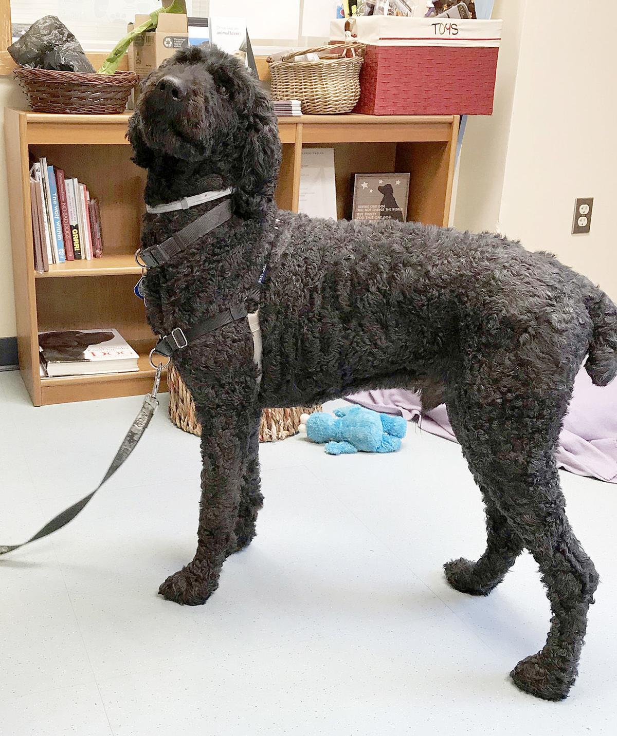 Friends Of Falmouth Dogs August 30, 2019 Falmouth