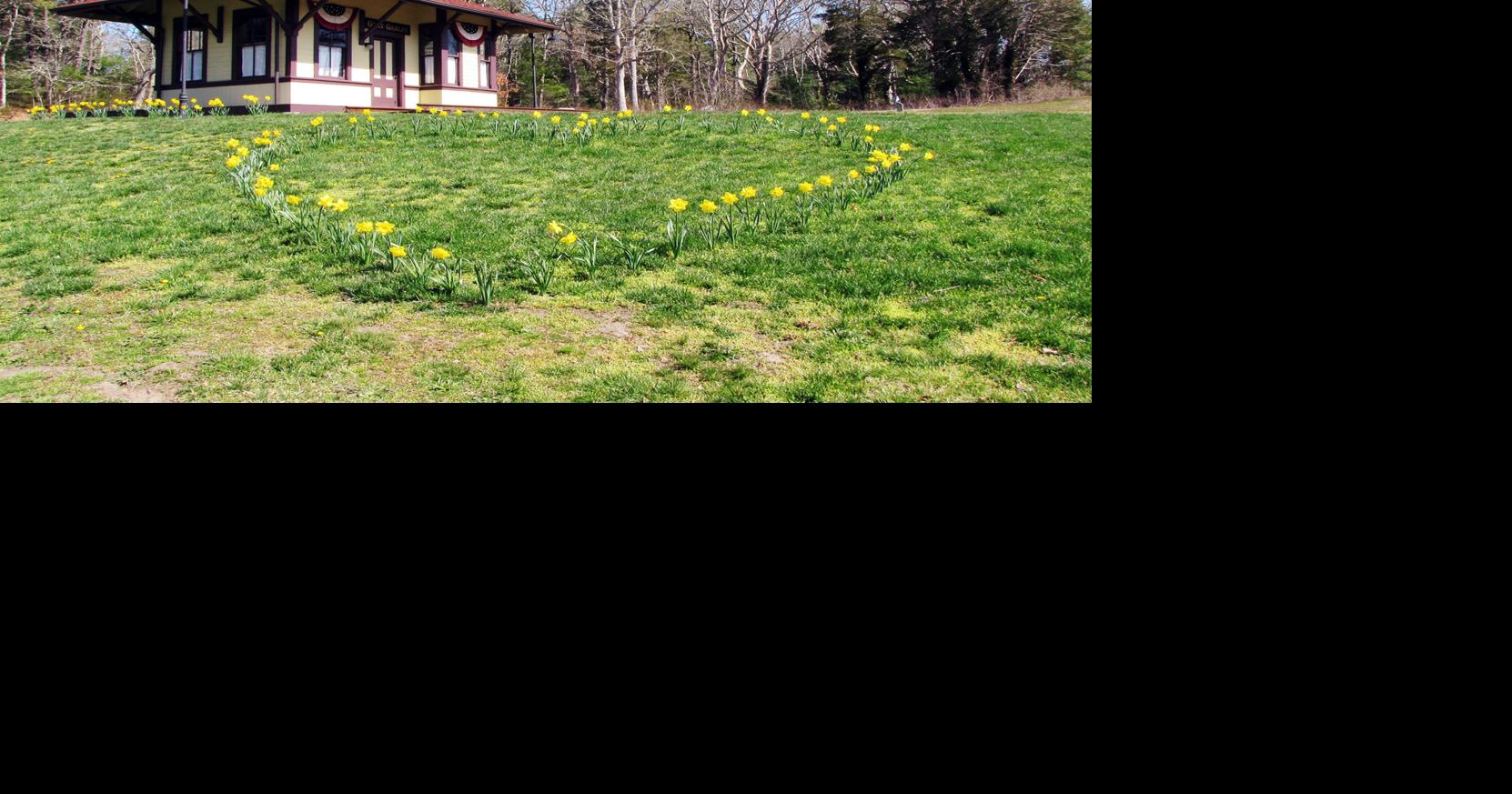 Bourne Annual Daffodil Festival To Begin Saturday Bourne Briefs