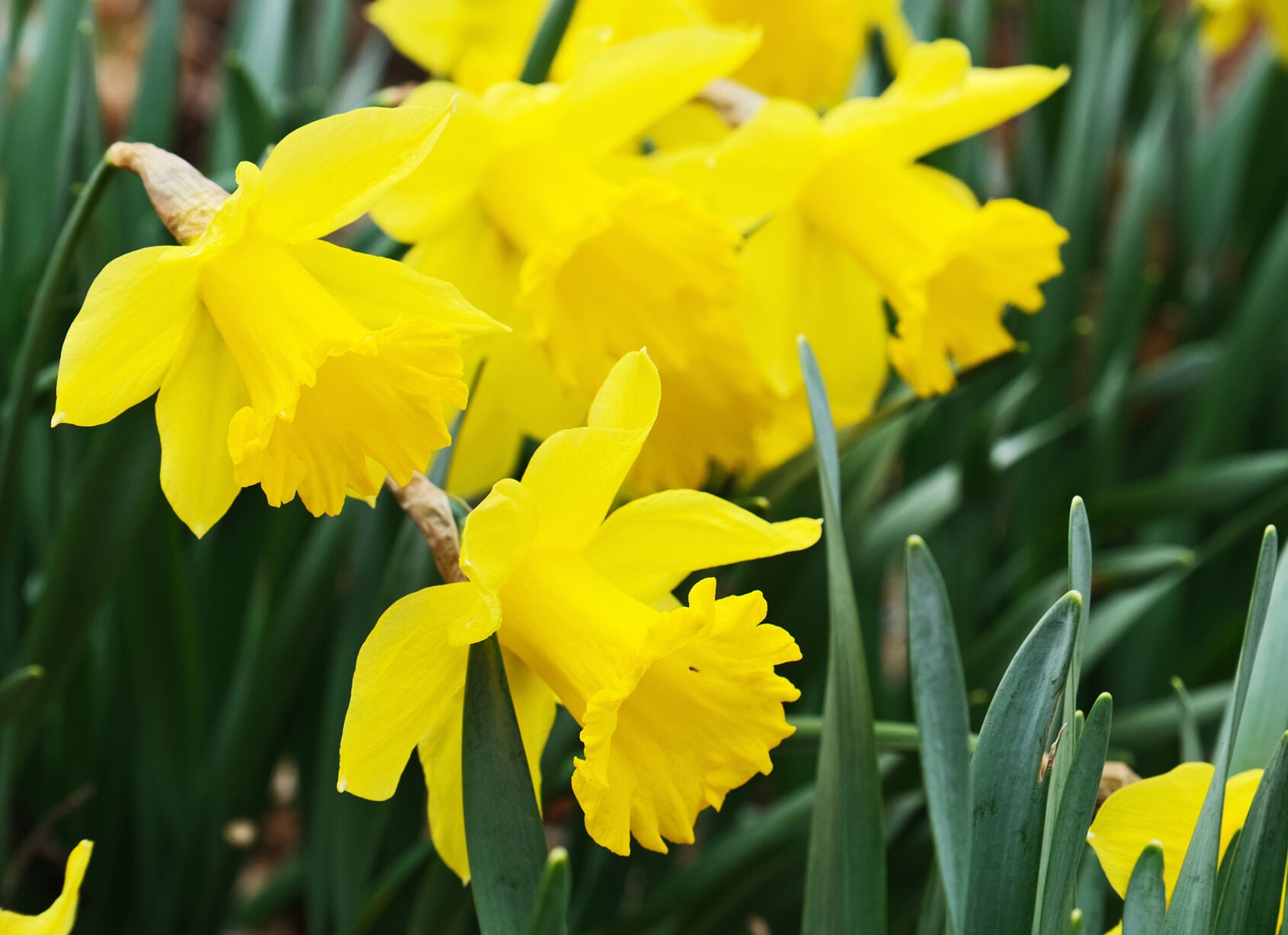 Sandwich DPW Set To Plant 10,000 Daffodil Bulbs Along Service Road