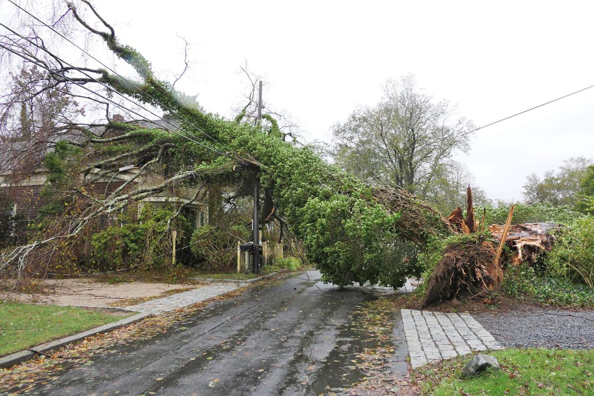 Summer Street Fallen Tree
