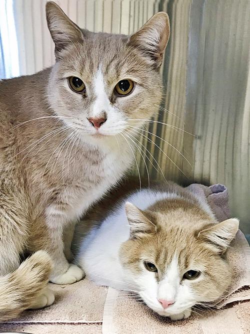 People For Cats February 7 2020 Falmouth Columns Capenews Net