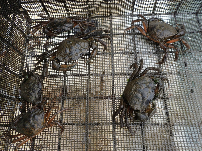 Mashpee Investigates Green Crab Control, Mashpee News