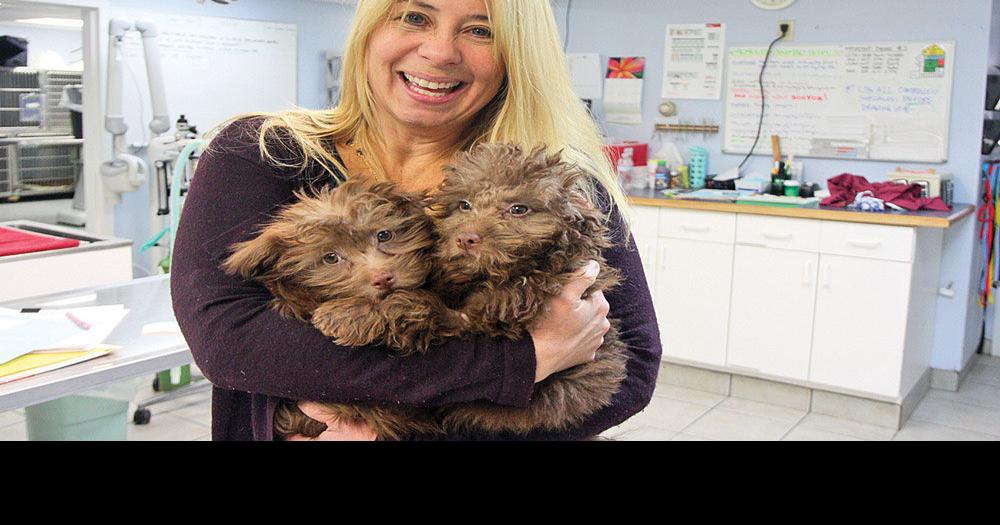 Falmouth Veterinary Team Visit Virgin Islands to Stem Animal Population