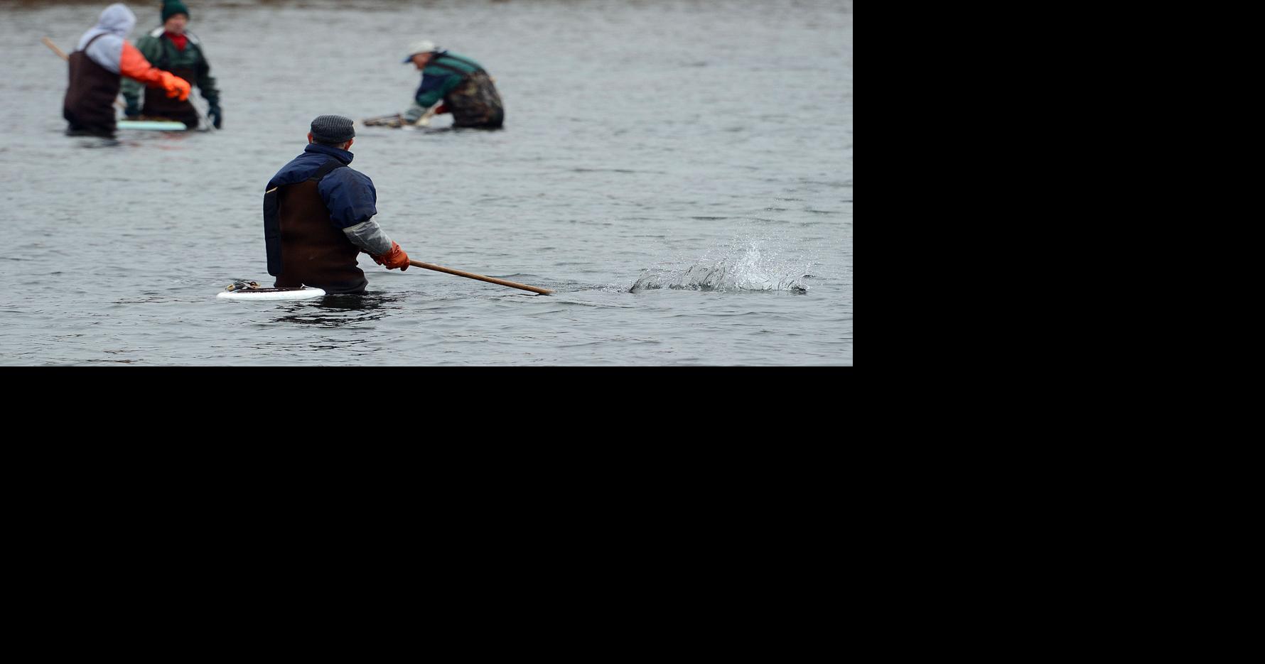 Popular Falmouth Shellfishing Areas Threatened With Closure Falmouth