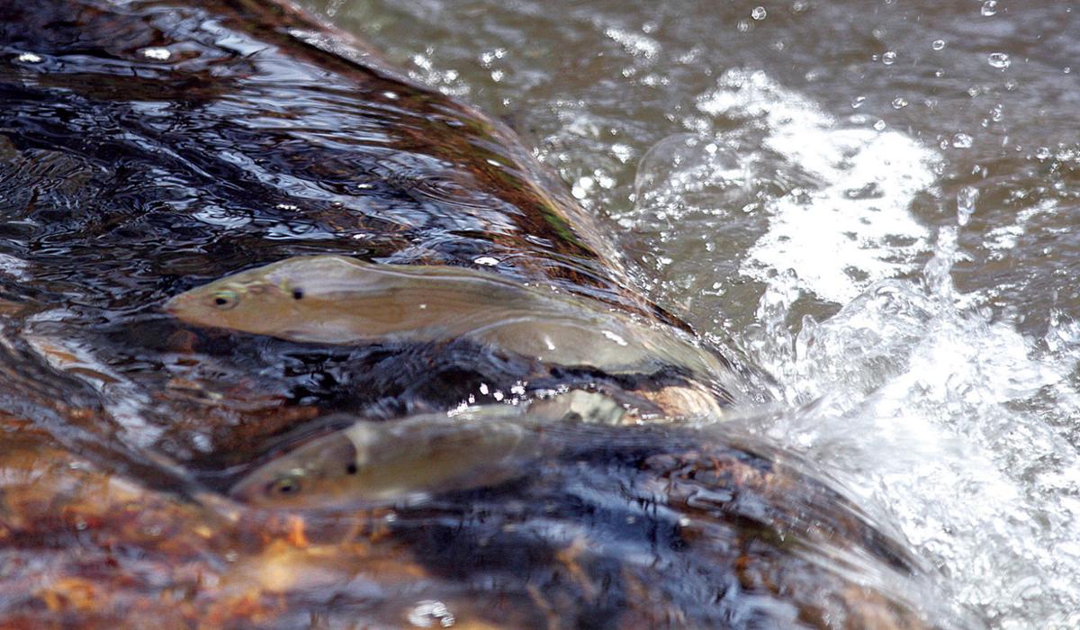 Herring - Santuit River