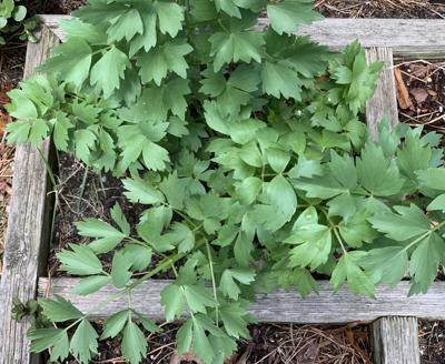 How to Dry Herbs - Parsley, Oregano, Chives, Lovage and more