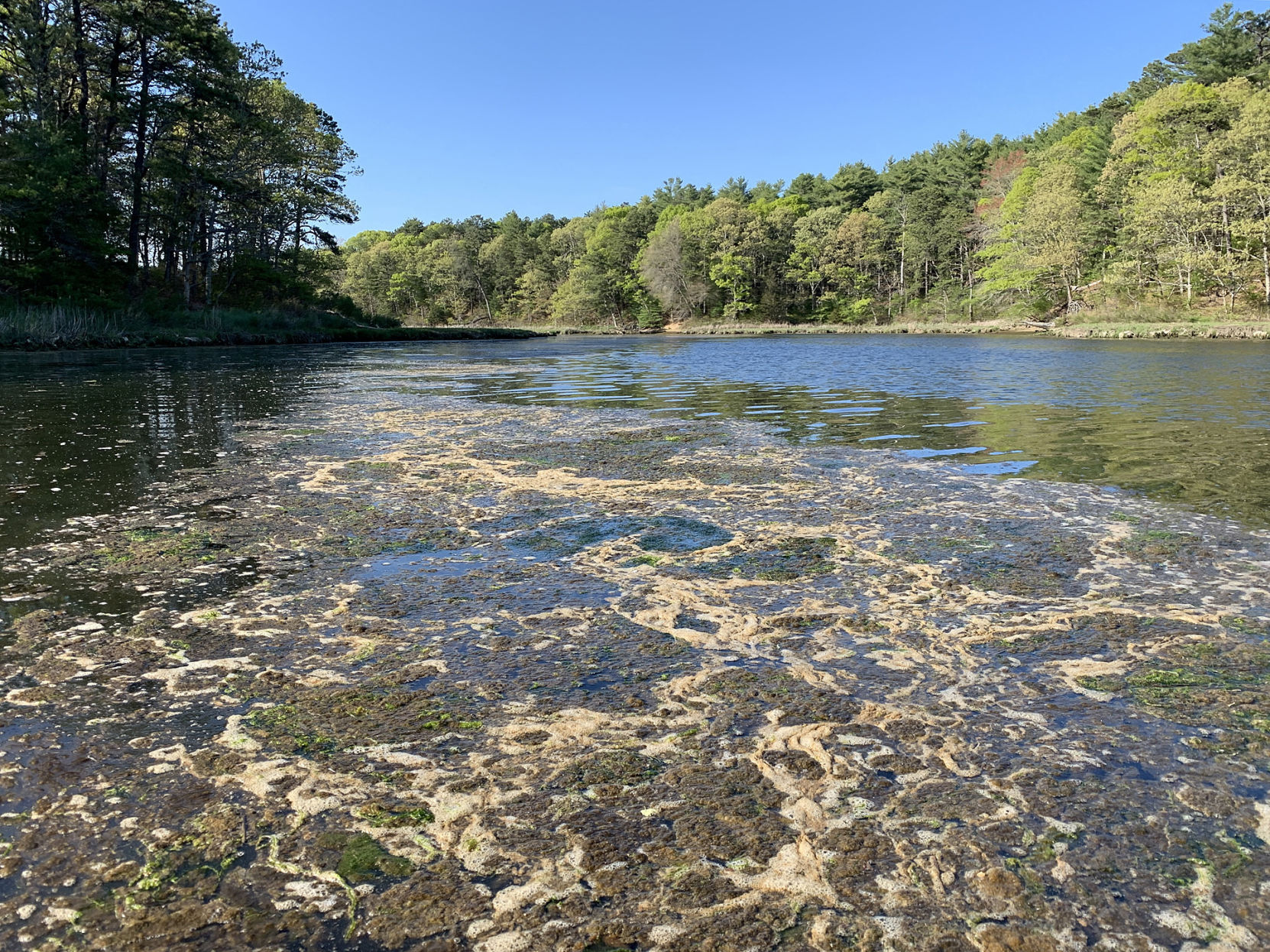 'Nothing Good To Say': Water Quality Reaches New Lows In Waquoit, Poppy Bays | Mashpee News - Vimarsana News