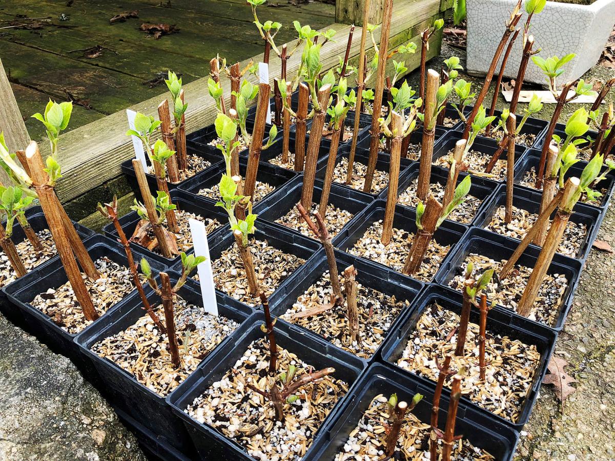 Down To Earth Winter Propagation Of Hardwoods Yields Promising Results Columns Capenews Net