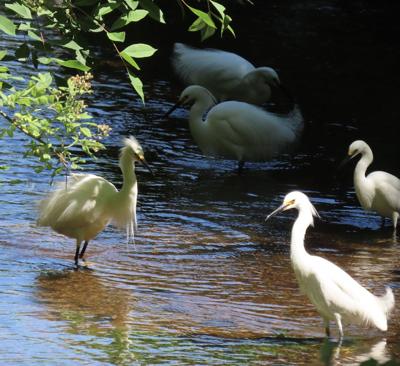 Egrets begin migrating across central Taiwan, Taiwan News