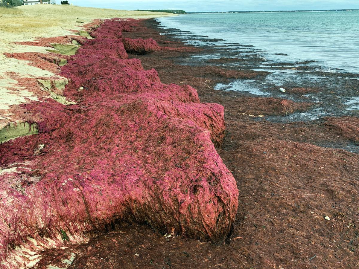 Red Algae