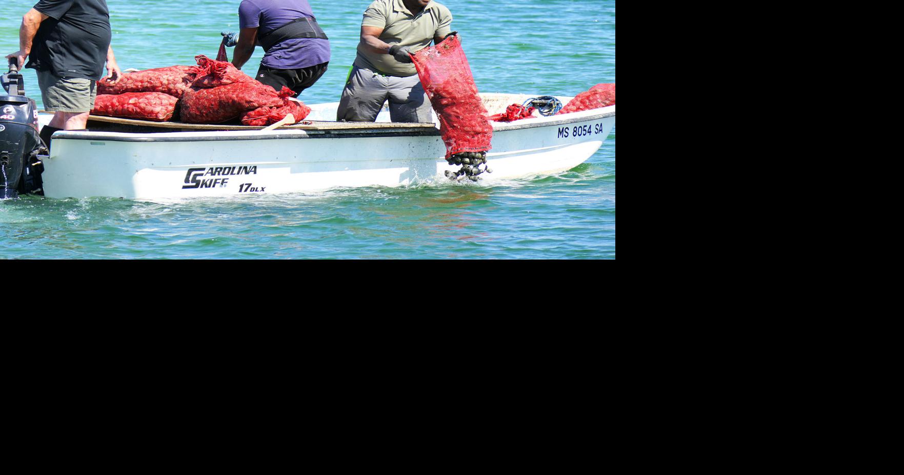 Bushels Of Quahogs Pour Into Mill Creek Sandwich News