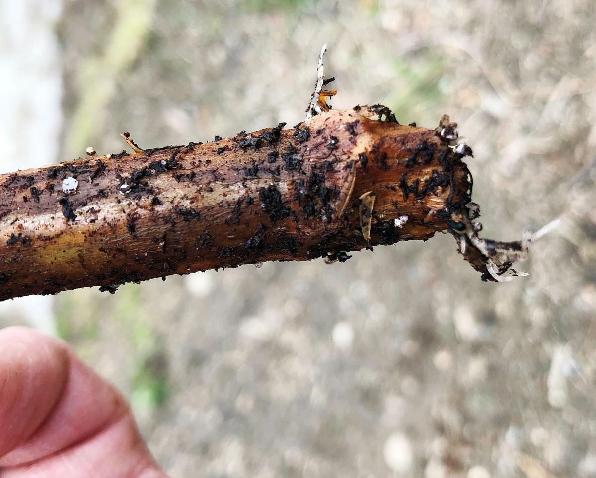 Down To Earth Winter Propagation Of Hardwoods Yields Promising