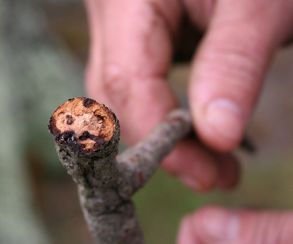 Black Oak Gall Wasp Taking Toll On Town’s Trees | Falmouth | capenews.net