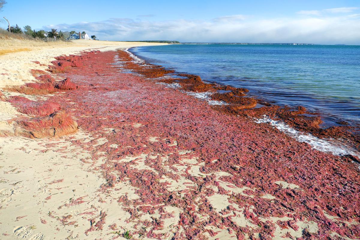 Harmful Algae Blooms Have Potential To Impact Marine Life In