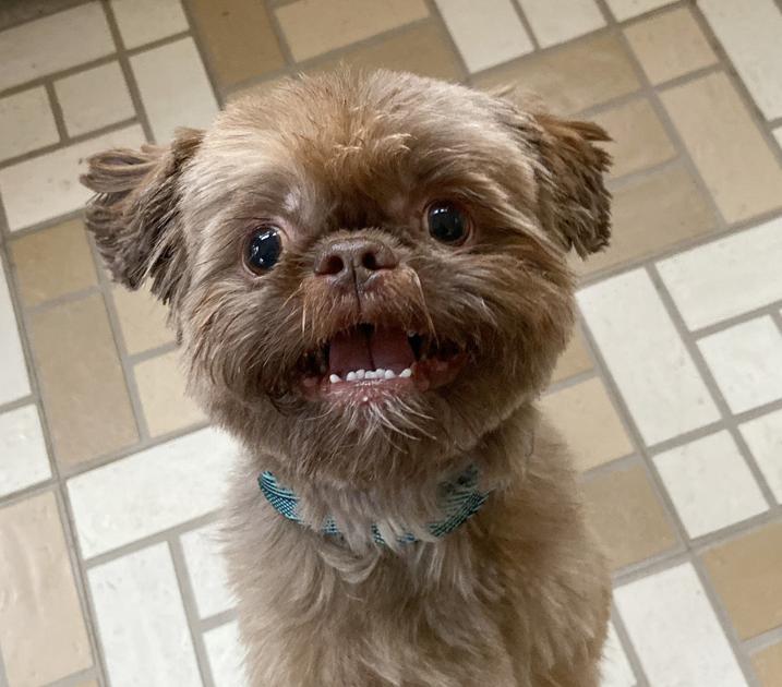 Friends Of Falmouth Dogs March 20 2020 Falmouth Columns