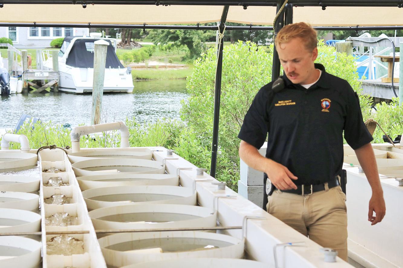 Aquaculture Season Could Produce Waquoit Bay Oyster Harvest Mashpee