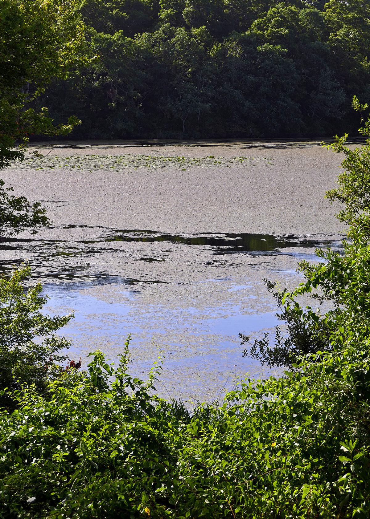 Upstream Cranberry Bogs Key To Mill Pond Water Quality Falmouth News
