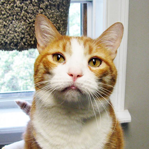 Individuals For Cats – June 4, 2021 | Falmouth Columns