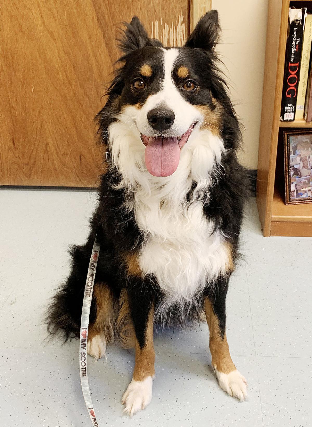 Friends Of Falmouth Dogs March 15 2019 Falmouth Columns capenews net