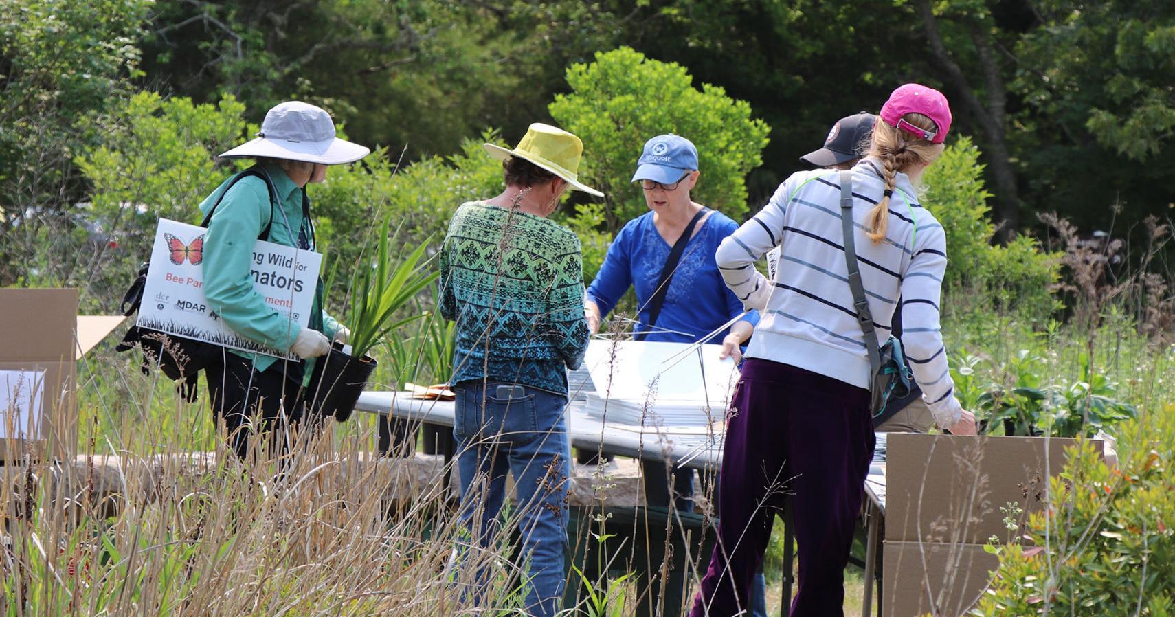State Distributes Free Pollinator Garden Starter Kits In Falmouth - Vimarsana News
