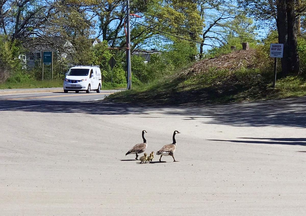 Gees Family Crossing