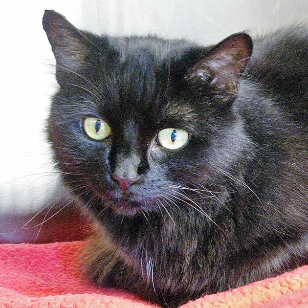 People For Cats September 6 2019 Falmouth Capenews Net