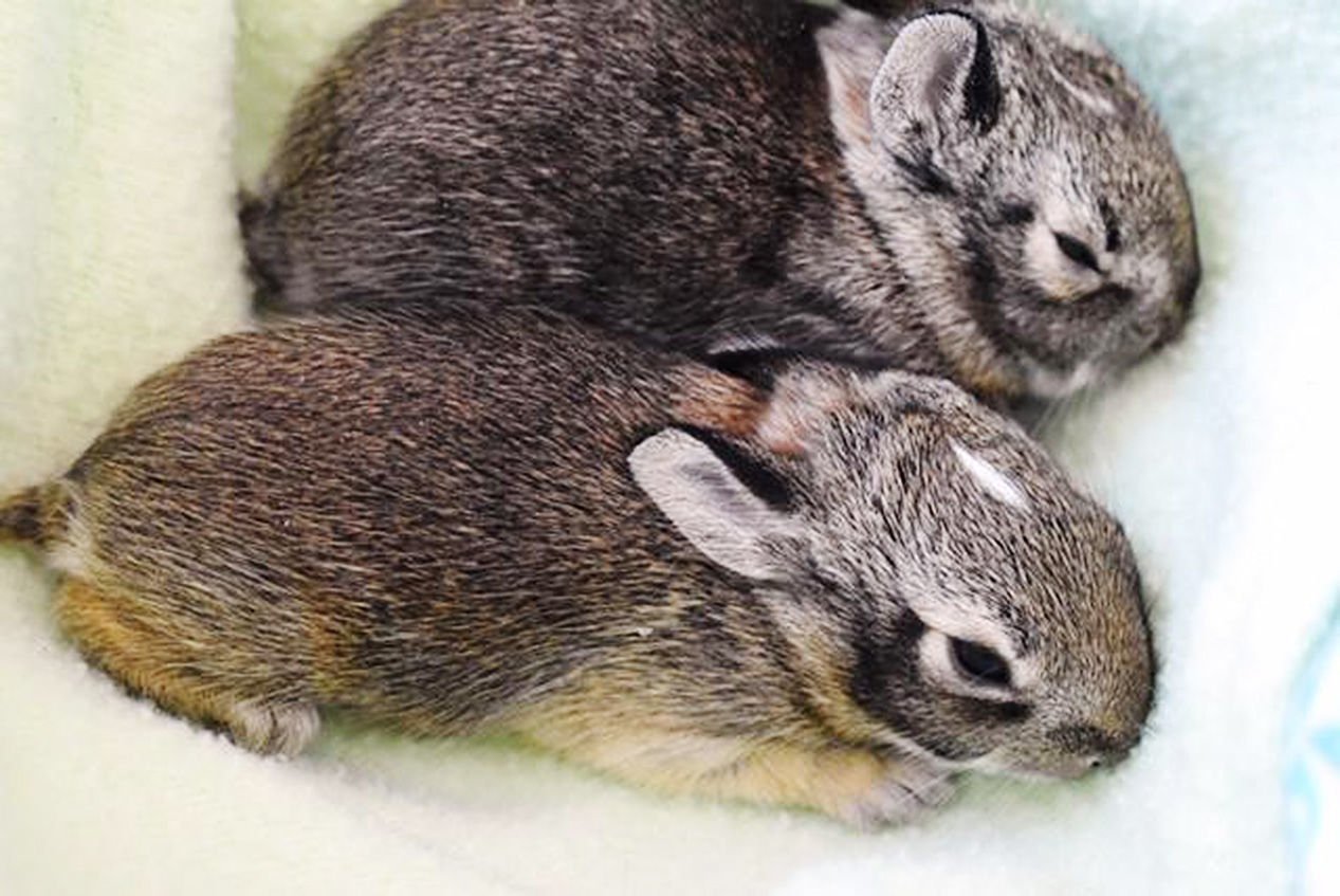 wild baby rabbit care