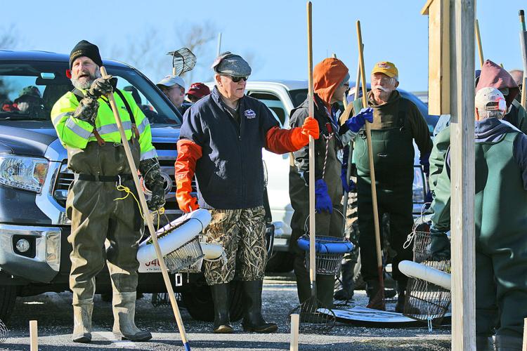 First Oyster Harvest In Decades Attracts A Crowd In Sandwich Sandwich