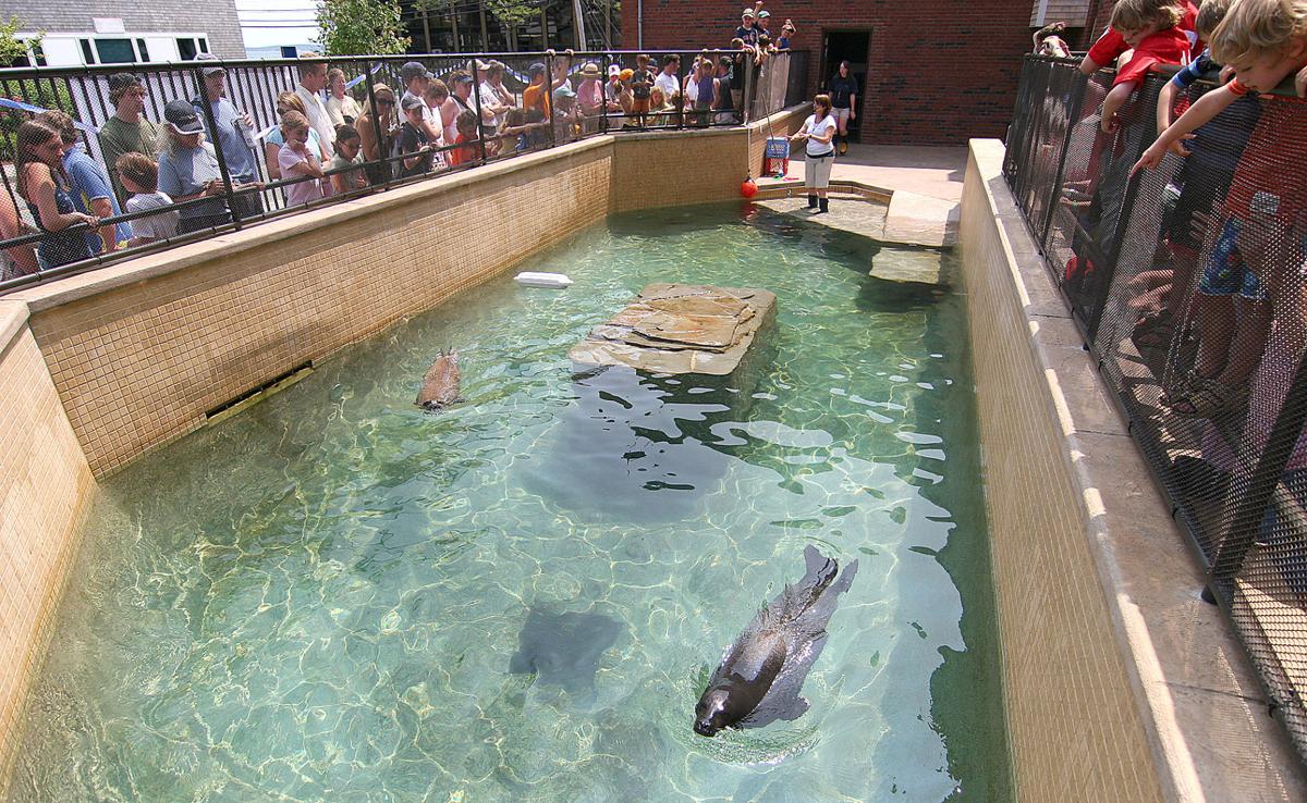 Woods Hole's Harbor Seal Bumper Dies; Aquarium Closed For Weekend