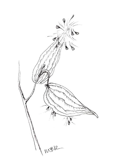 Milkweed Pods Arts Entertainment Capenews Net