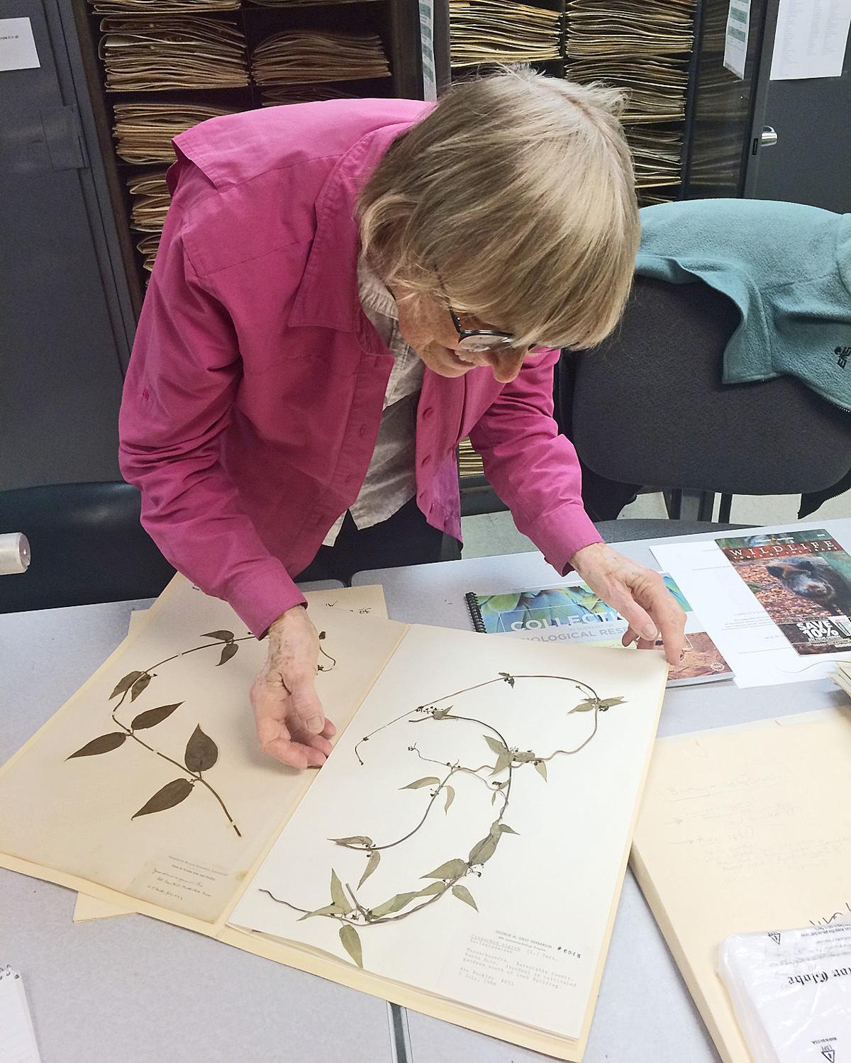 Woods Hole Herbarium Catalogs Flora Of Cape Islands Falmouth