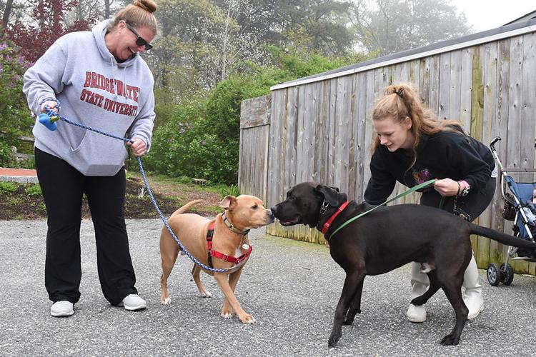 Visiting Falmouth Dogs Falmouth News