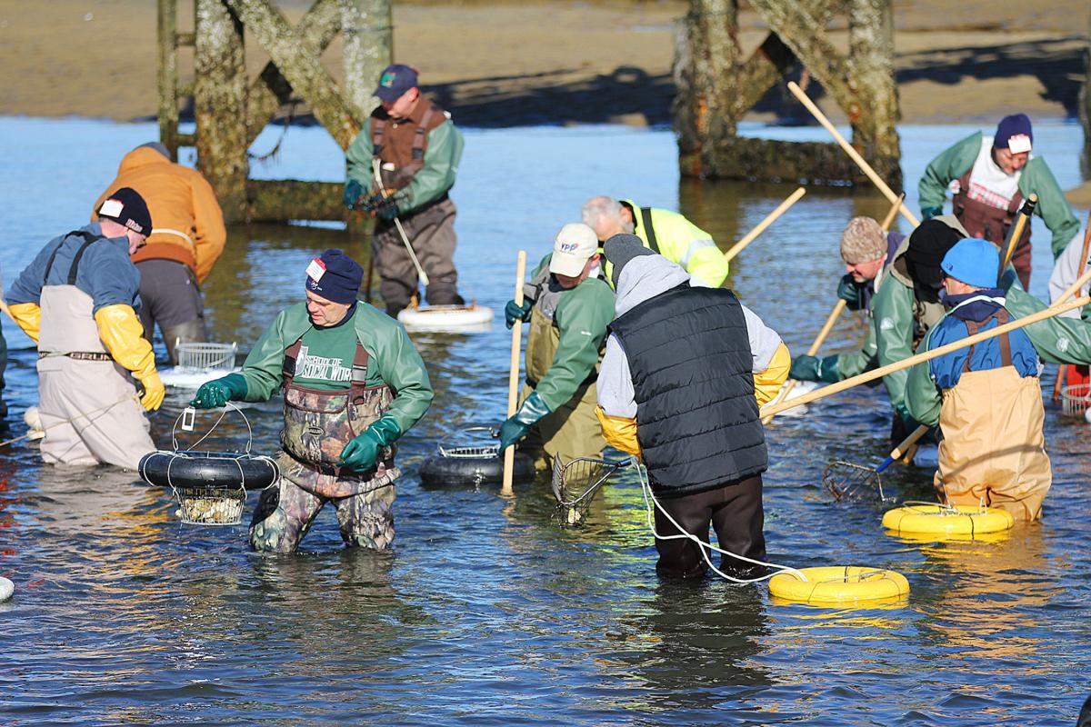 First Oyster Harvest In Decades Attracts A Crowd In Sandwich Sandwich
