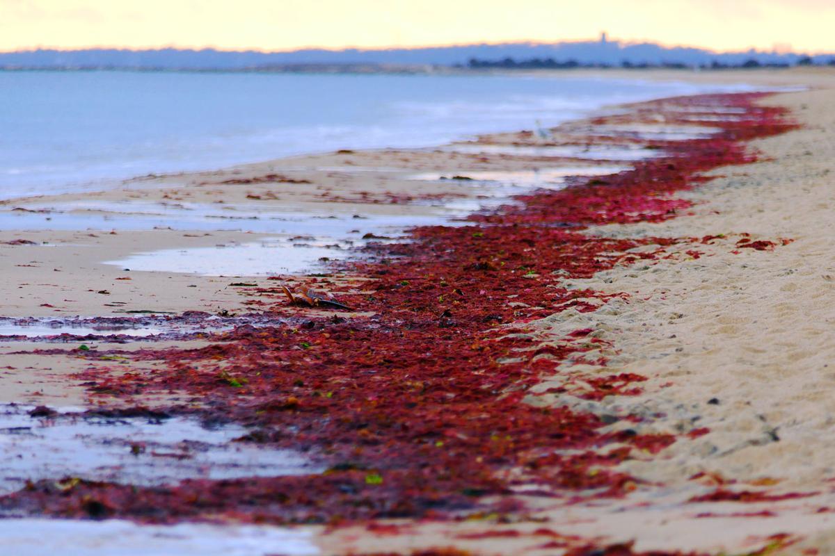 South Cape Beach Red Algae