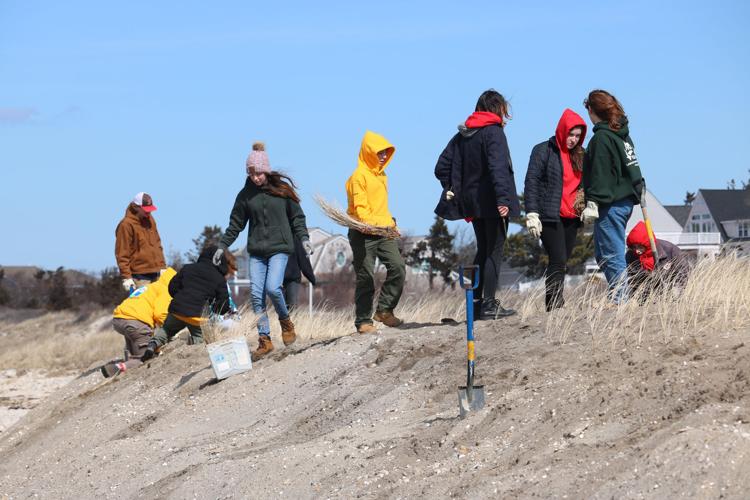 Dune Restoration